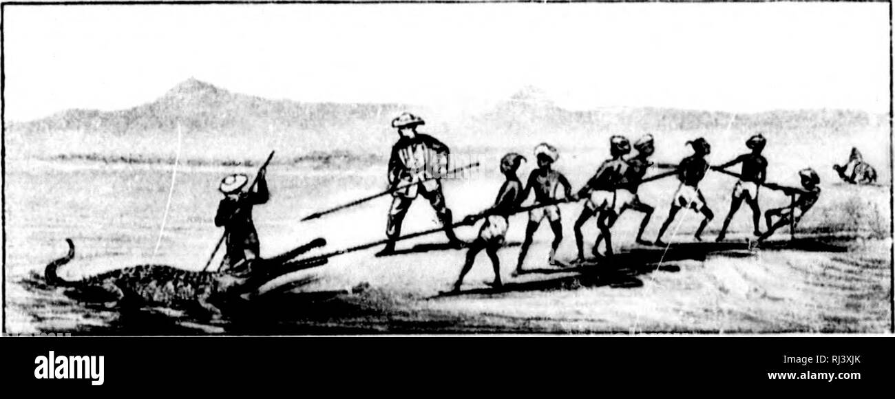 . Big game riprese [microformati]. Caccia grossa; Caccia; Chasse au gros gibier; Chasse. Riprese indiano 239 una catena ad un buon lunga fune, alla fine del quale è saldamente picketed, la fune essendo avvolto e l'esca posato in acque poco profonde. Ci deve essere un sacco di gioco di linea, come il coccodrillo non inghiottire niente in una volta, ma si inceppa e lo prende in deej) acqua alla gola. Un numero di linee può essere prevista e sembrava fino al mattino o il fresco della sera. Quando agganciato si avrà una buona molti uomini per il traino di un coccodrillo, e come egli si risente del funzionamento e può utilizzare la sua coda come pure la sua ganasce, Foto Stock