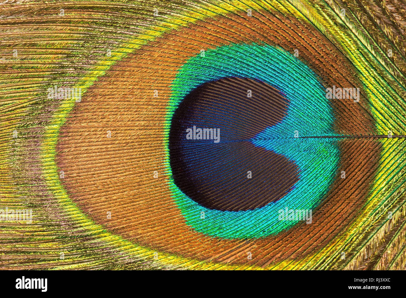 Peacock feather close up texture Foto Stock