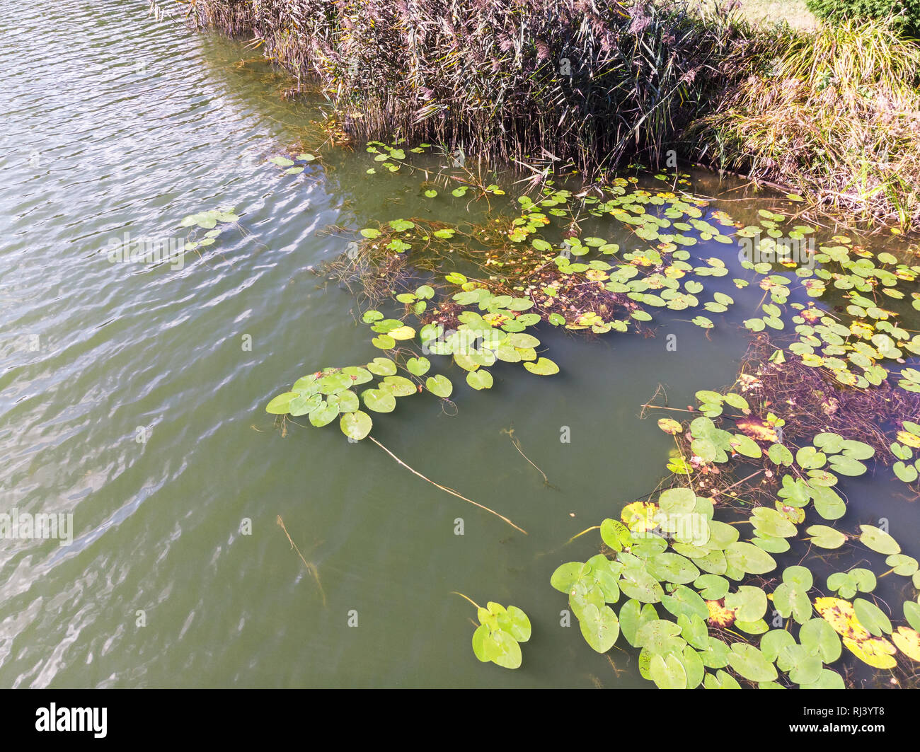 Stagno con acqua giglio di foglie e di lenti d'acqua verde sulla superficie dell'acqua. foto aerea Foto Stock