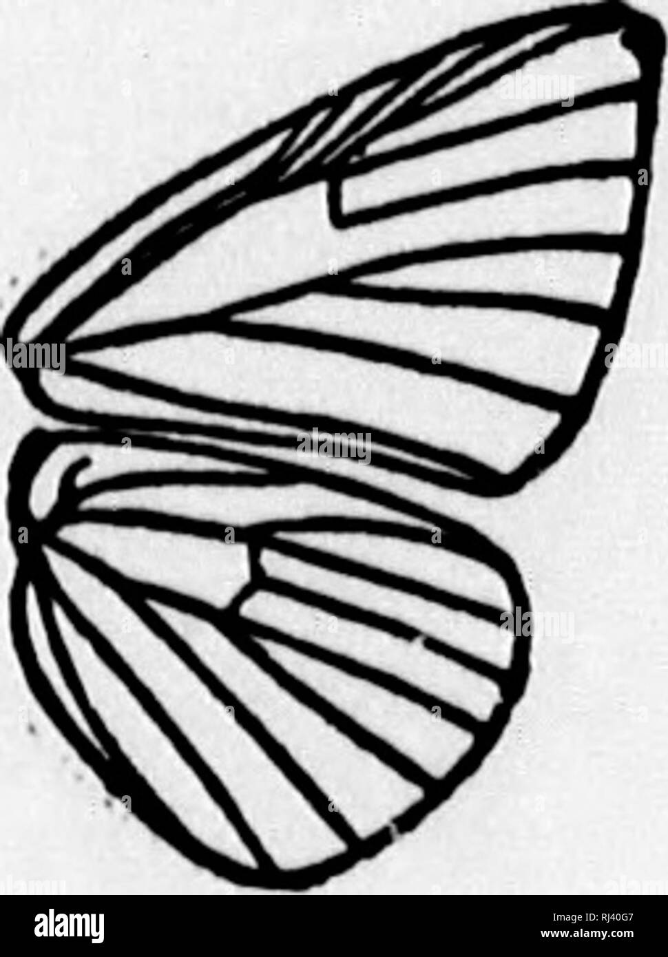 . La farfalla libro [microformati] : una famosa guida per una conoscenza delle farfalle del Nord America. Farfalle; Papillons. Oenut Calephelis piastra. Sul lato sotto le ali sono rosso pallido, contrassegnati con un paio di punti neri, che rappresentano il lato sotto la marcatura del lato superiore. Di questi, le macchie della mediana e sub- fasce marginali sono più cospicue. Distesa, ho.00-1,35 pollici. (A) Lemonias zela, maggiordomo, var cleis, Edwards, piastra XXVIU, Fig. 19, 3 ; la Fig. 20, ? (Cleis). La pallida varietà, clet, è suff ciently ben rappresentato nella nostra piastra al bisogno di alcuna descrizione. Sul lato inferiore i Foto Stock