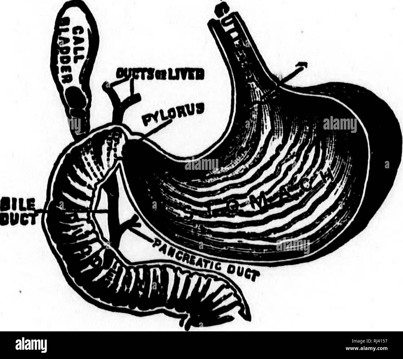 . Scuola pubblica la fisiologia e la temperanza [microformati]. Fisiologia; sistema nervoso; primo aiuto in malattie e infortuni; Physiologie; Nerveux, Système; Premiers soins. 70 la fisiologia e la temperanza. m nel collo. È a questo punto, dunque, che le parti di nutrienti del cibo entrano direttamente nella corrente sanguigna. Le secrezioni che immettere l'intestino per essere miscelato con il chimo sono provenienti da fonti diverse e differiscono per la loro azione. Vi è il succo intestinale^ dalle ghiandole intestinali, i cui condotti sono aperti tra le villi su tutta la superficie interna dell'intestino; il succo pancreatico, Foto Stock