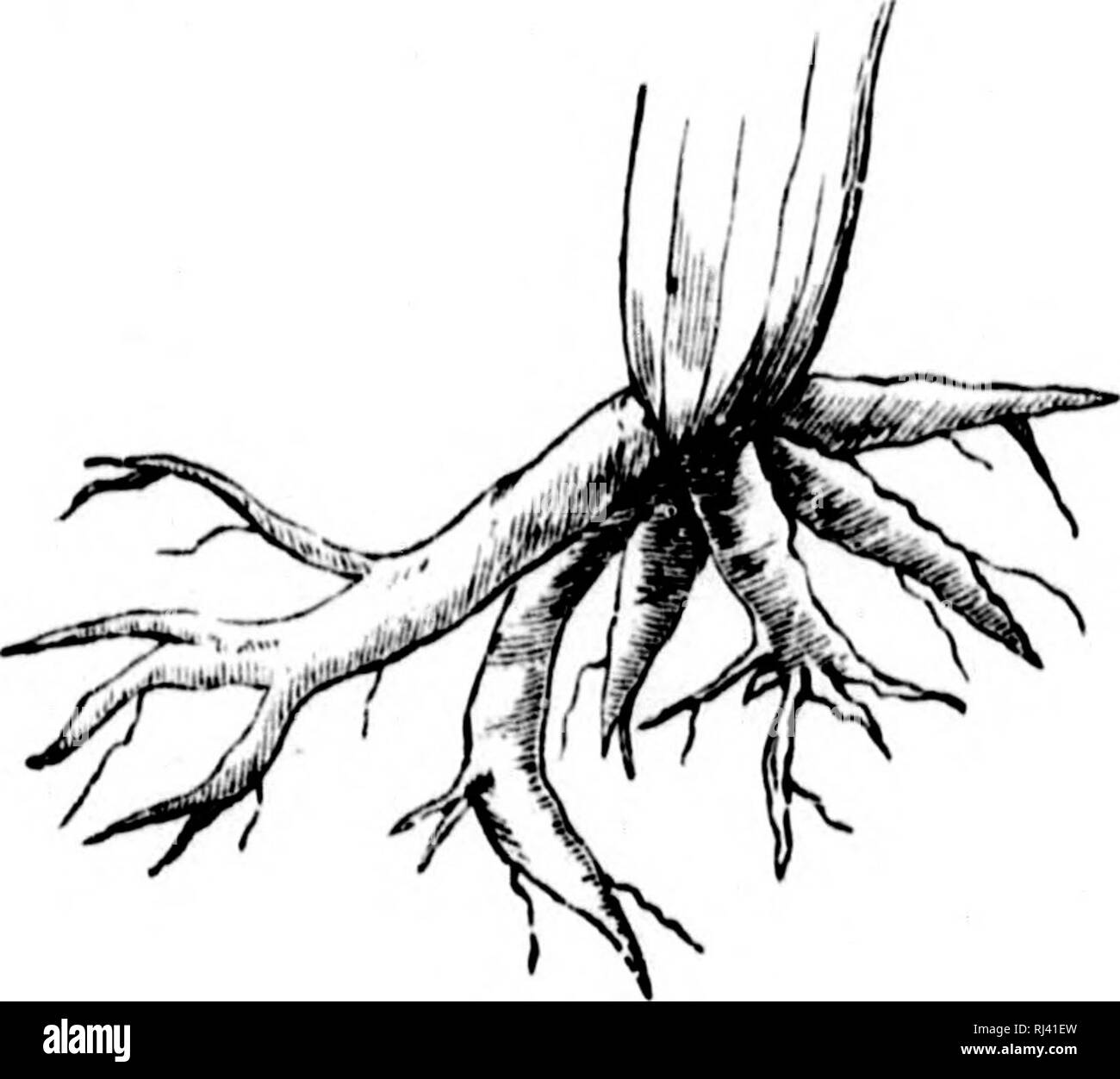 . Gli elementi strutturali di botanica [microformati] : con particolare riferimento allo studio delle piante canadese ; a cui è stata aggiunta una selezione delle prove d'esame. Anatomia vegetale; botanica; Plantes; Botanique. 64 ELEMENTI STRUTTURALI Oip botanica. Fig. [Hi. onformemente alla i)forma articolare essi hap- penna da assumere. Così, la carota (Fig. 94) è coiiica}, perché da un ampia parte superiore si rastrema giadunlly e regolarmente per un punto. Il lladi^h, essendo un po' più spesso al centro ilianus in corrispondenza di entrambe le estremità, è a forma di fuso. La rapa e radici di forma simile, sono luijn. Forma (nojms, una rapa). Carnosi Tlicse tocca- Foto Stock