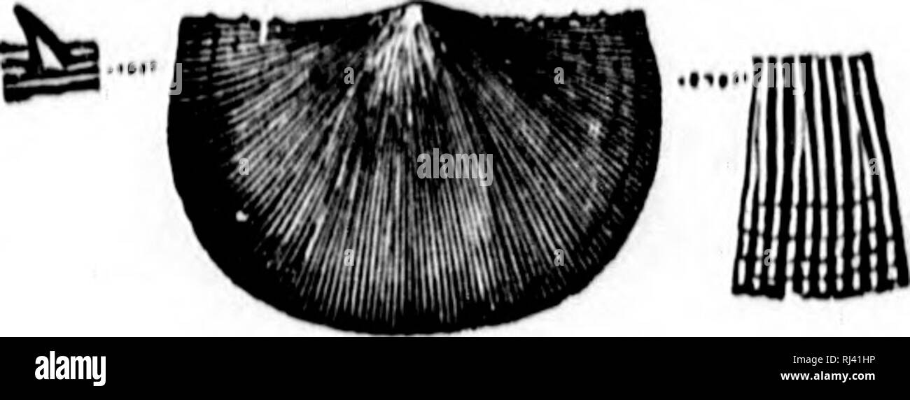 . Acadian geologia [microformati] : la struttura geologica, resti organici e delle risorse minerarie della Nova Scotia, del New Brunswick e del Prince Edward Island. Geologia e Paleontologia, Geologia; Geologia; geologiche; PalÃ©ontologie; GÃ©ologie; GÃ©ologie. Â Il ; â : 4 2 â 1 â i 1 1 r ^^ 1 k 'io ho w 596 IL UPPKR 8ILU1UAN. ventrale di valvola convessa in modo variabile e spesso mostrando una appiattita o leggermente concava spazio in basso al centro del guscio; il Cardinale margine ornati da quattro o cinque minuti di spine su ogni lato del becco; cardino-margini laterali spesso un po' stropicciata; superficie finemente striati, stria; flexuous, Foto Stock