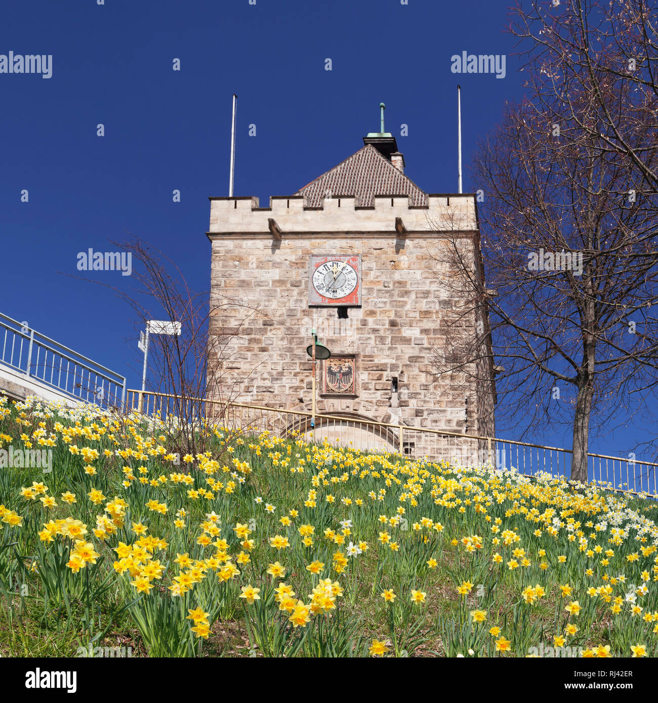 Blumenwiese mit Narzissen am Pliensauturm, Esslingen am Neckar, Baden-Württemberg, Deutschland Foto Stock
