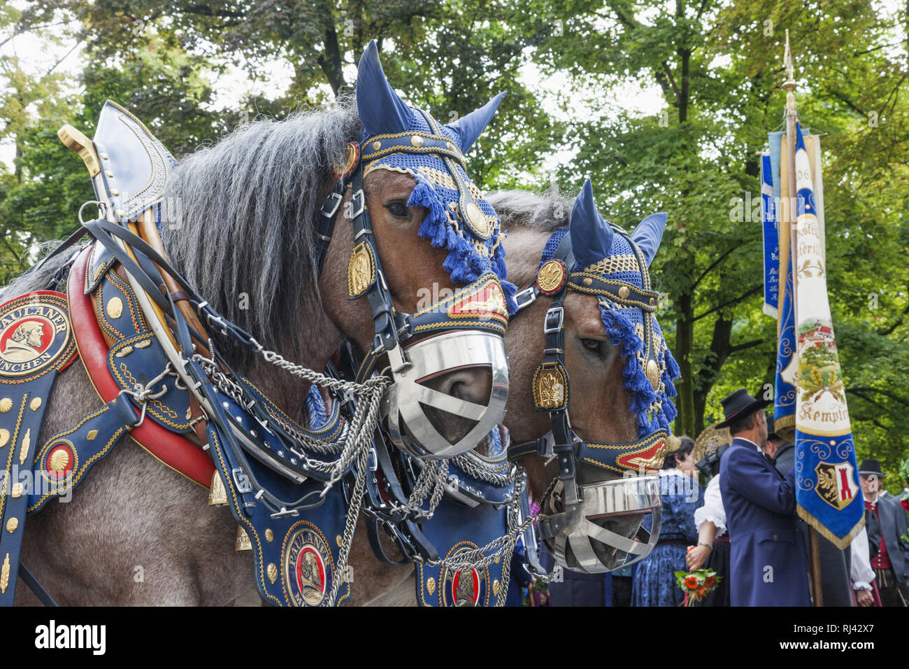 Deutschland, Bayern, M'nchen, Oktoberfest Oktoberfest Umzug, Brauereigespann, Pferde, geschm'ckt, Nahaufnahme, Foto Stock