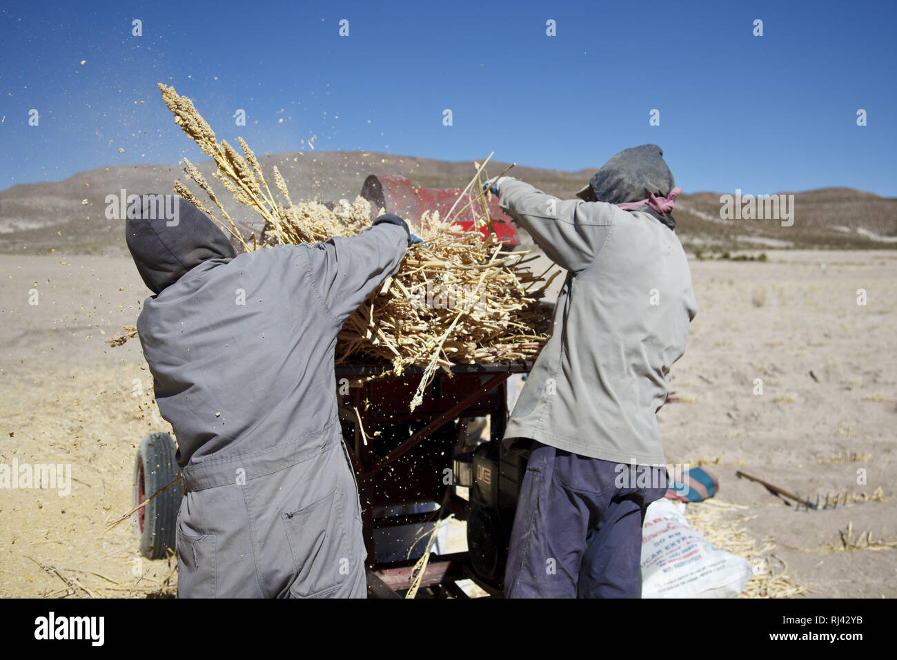 Bolivien, Salar de Uyuni, il commercio equo e solidale, Quinoa, Dreschen mit der Maschine, M‰nner, Foto Stock