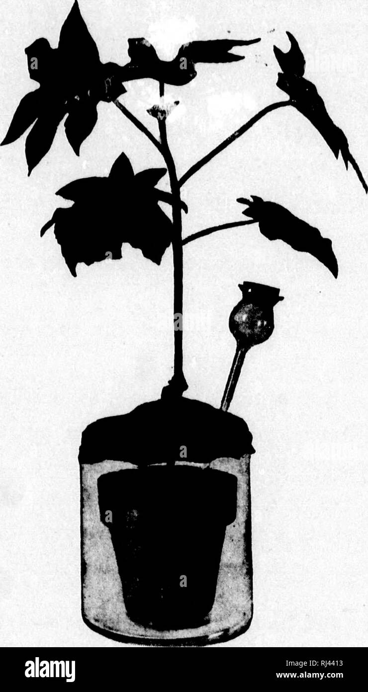 . Il botanico di insegnamento [microformati] : un manuale di informazioni su istruzione di botanica : insieme con i contorni e le direzioni per un completo corso elementare. La botanica; Botanique. 220 L INSEGNAMENTO botanico conduttore: ' materie prime - condotti. , Materiali alimentari - tubi di crivello. Aerazione - Passaggi intercellulari e stoinata. Escrezione - speciali celle di cristallo. Storage - il midollo, raggi midollare (e la corteccia in radici). Esperimento n. 7. - Preparare un impianto come illustrato in Fig. 21, cioè viene posto in un recipiente di vetro e il coperchio con il dentista del foglio sottile di gomma, strettamente legata sia al vaso e per la pianta, ma trafitto Foto Stock