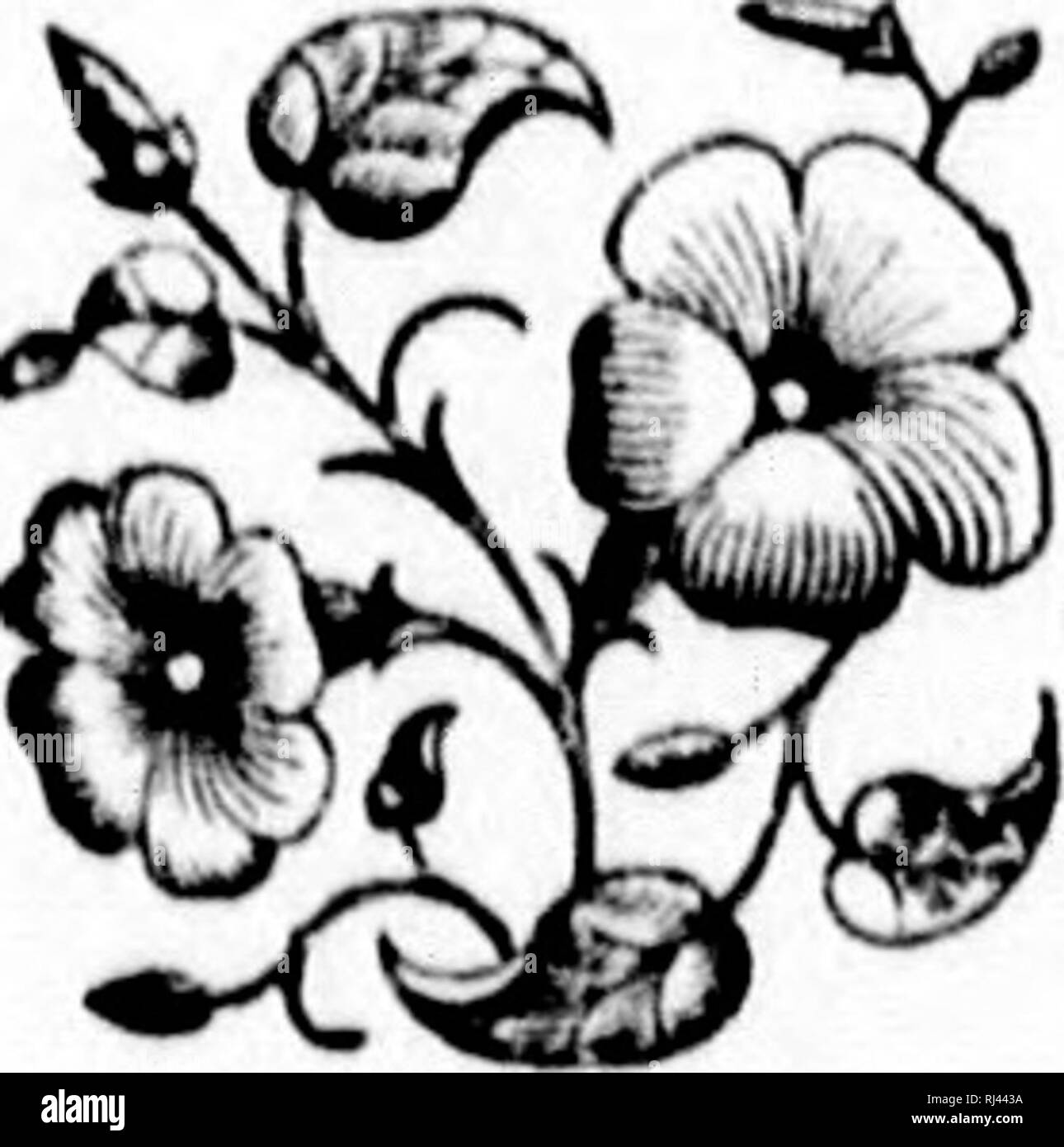 . Le farfalle e falene del Canada [microformati] : con le descrizioni del loro colore, dimensioni e abitudini, e il cibo e la metamorfosi delle loro larve. Farfalle e Falene; insetti; Papillons; Hétérocères; Insectes. X . Contenuto. Diiopcia ^7A?.-bello DciojKM'.Ho 34 /lf//V?.v/////(t.-l^niprcss Luna 4- Tiicapolyt/icinU.S. -Polyllicnuis ^loth 4'*^ llvpcrcliiria varia. IVacock Molli 49 luulcs inipciiali.s. Imperial Moth S' Callosauiia pyouiclhca. -I'roiiicthca falena ... 46 Lli.siocanipd ixnicyicanns. - La quaresima americana Caterpillar Moth 5- riatysaniia cccropia-- h:m])er()r Ceeropia Moth 44 r^^r/m-.-Le Foto Stock