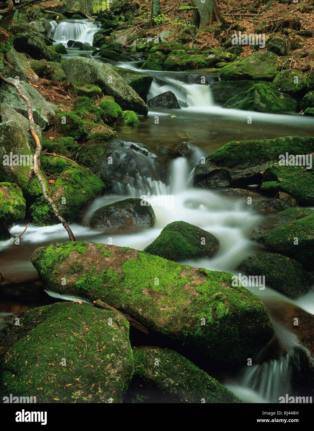 Kleine Ohe, Nationalpark Bayerischer Wald, Wildbach Foto Stock