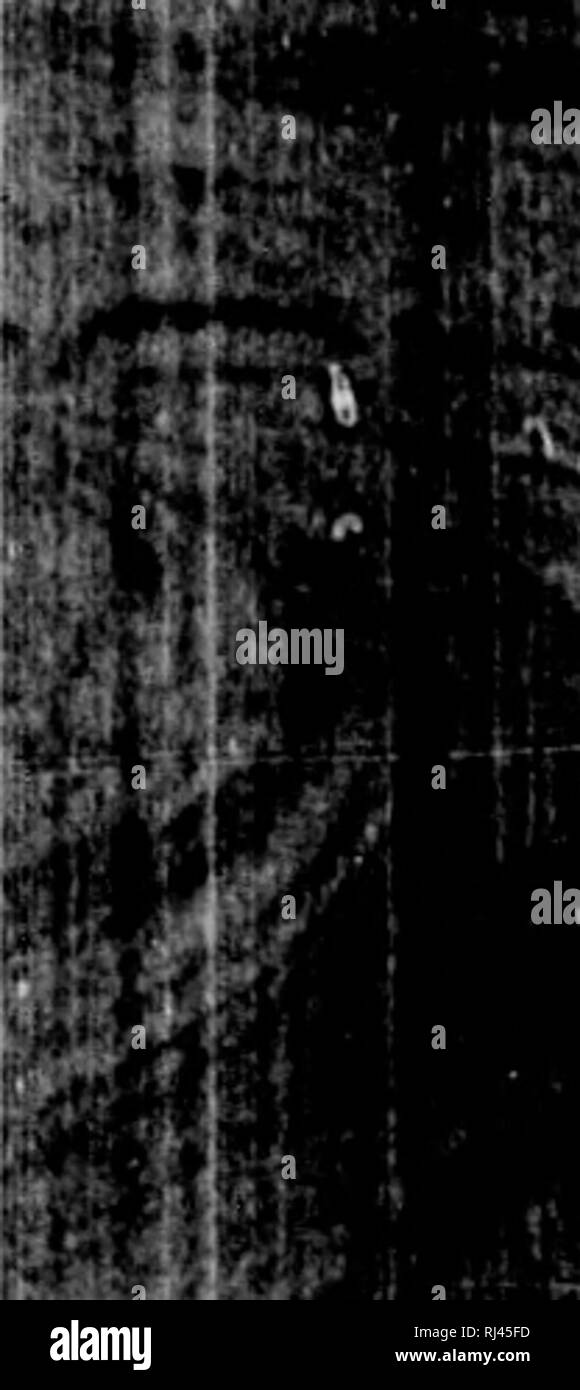 . Attribuzione della commissione della pesca [microformati] : documenti e atti della Commissione Halifax, 1877 sotto il Trattato di Washington del 8 maggio 1871. La pesca; Pesca; PÃªches; PÃªches. Attribuzione della commissione della pesca. 1981 loo sono tutti traviati circa questa prova, non vi f Avete mai sentito ((tlieKeciprocity trattato ?âA. Che cosa è questo! D. Avete mai sentito di quel trattato ?âA. Non so come ho sotto- pd che cosa significa. (|. Avete mai sentito del Trattato di Washington ? Non avete idea di i a a quando il Trattato di reciprocità ha iniziato o terminato, o di qualcosa di â¢aggetto ordina fâA. No; 1 non hanno. B Foto Stock