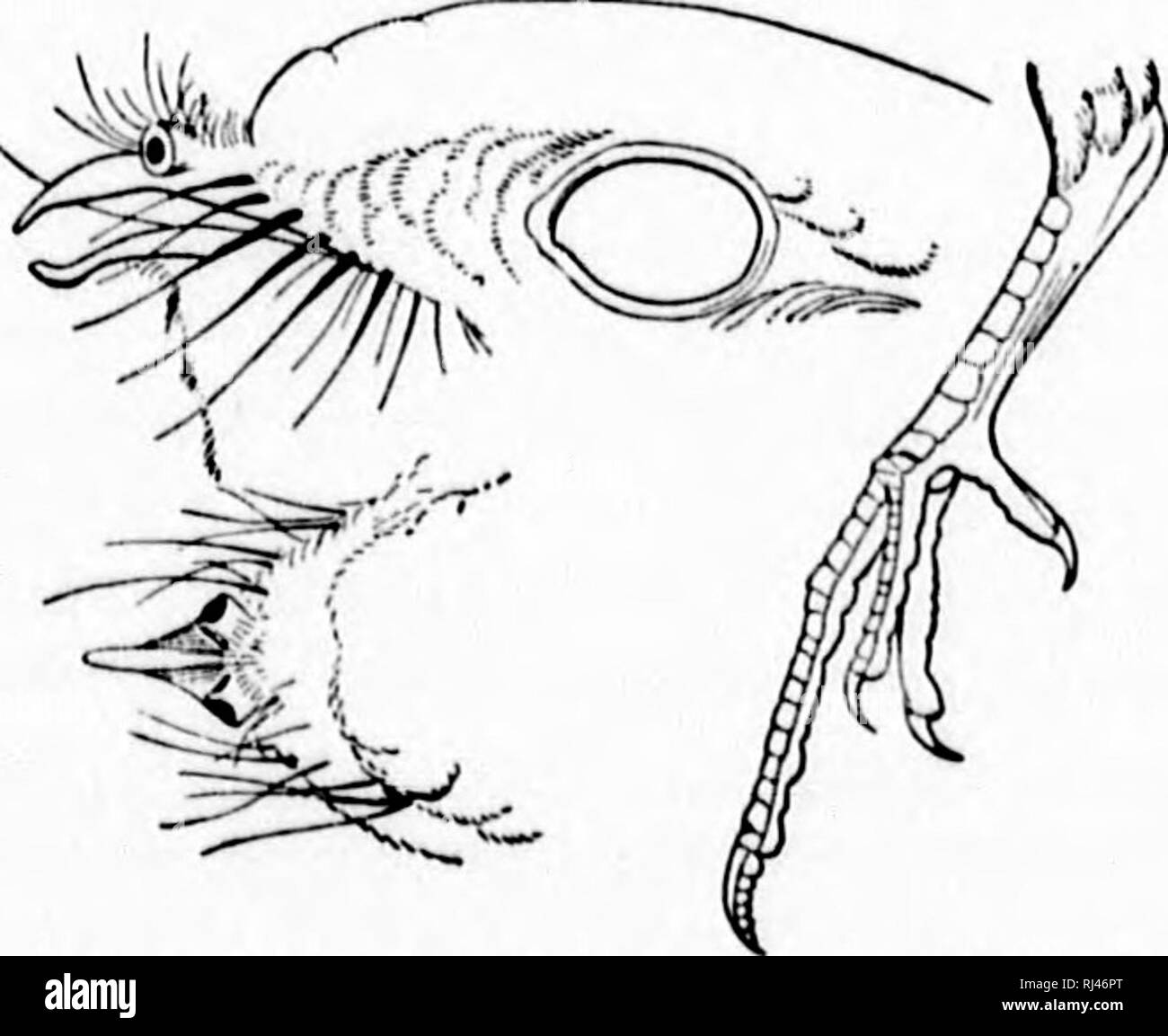 . Chiave per uccelli del Nord America [microformati] : contenente un conciso conto di ogni specie di vita e di uccelli fossili attualmente conosciuti dal continente nord del Messico e degli Stati Uniti, di confine inclusive della Groenlandia. Gli uccelli; ornitologia; Oiseaux; Ornithologie. 452 sinossi sistematica.-PICABI^ - CYPSELIFORMES. piuttosto smiiller. Atlantico del sud e gli Stati del Golfo, Carolina per il territorio indiano, Texas e Nord Messico, S. a America Centrale; residente ou la nostra frontiera meridionale. Due volte più ingombranti come una frusta- poorwill, il tono generale rufous. Uova 2, 1,45 x 1,05, segnata pesantemente nel disegno intricato con fr Foto Stock