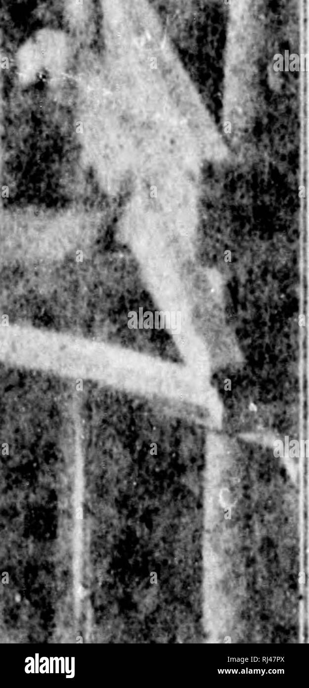 . Nell'Acadian land [microformati] : studi della natura. Lo studio della natura; sentieri natura; natura; Sentiers de la natura. •J' e"-*&GT;'h;^ .. * . 4 .5'i. Si prega di notare che queste immagini vengono estratte dalla pagina sottoposta a scansione di immagini che possono essere state migliorate digitalmente per la leggibilità - Colorazione e aspetto di queste illustrazioni potrebbero non perfettamente assomigliano al lavoro originale. McLeod, Robert R. (Robert Randall), 1839-1909. Boston : B. Whidden Foto Stock