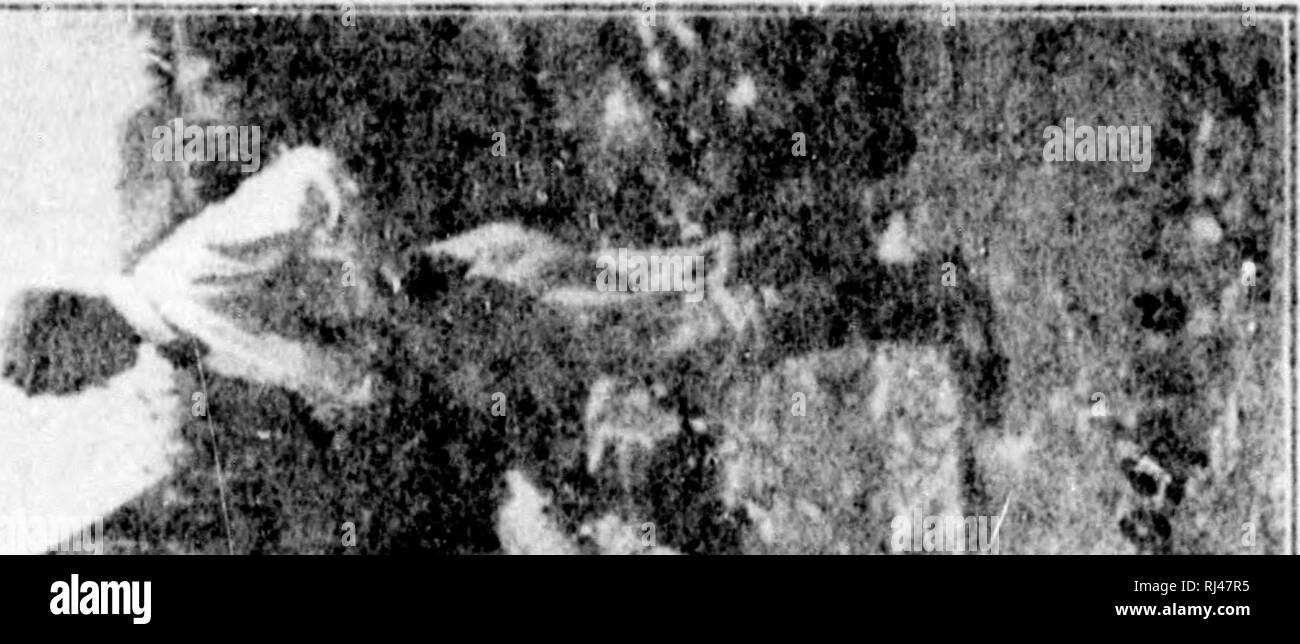 . Nell'Acadian land [microformati] : studi della natura. Lo studio della natura; sentieri natura; natura; Sentiers de la natura. !. •J' e"-*&GT;'h;^ .. Si prega di notare che queste immagini vengono estratte dalla pagina sottoposta a scansione di immagini che possono essere state migliorate digitalmente per la leggibilità - Colorazione e aspetto di queste illustrazioni potrebbero non perfettamente assomigliano al lavoro originale. McLeod, Robert R. (Robert Randall), 1839-1909. Boston : B. Whidden Foto Stock