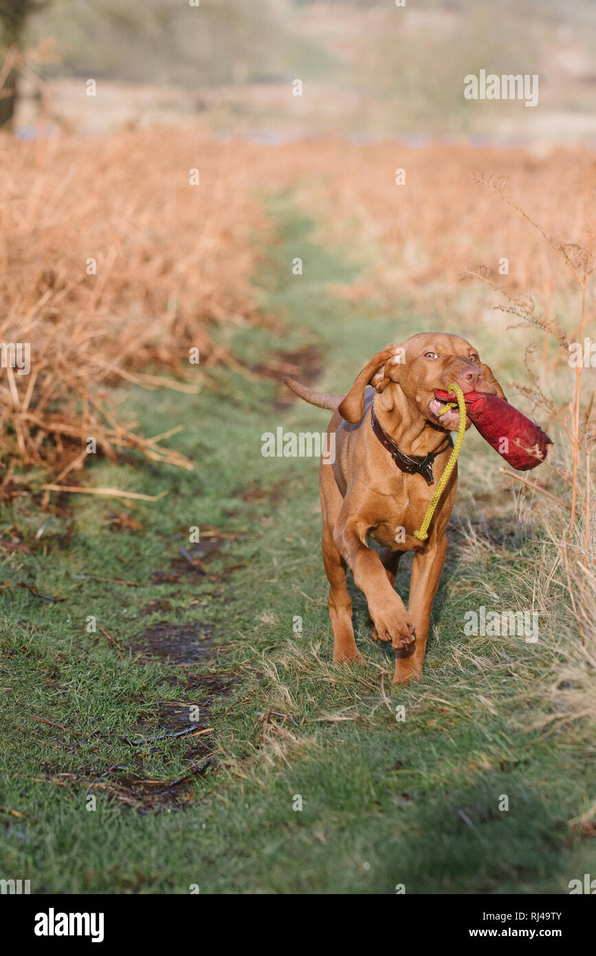 Vizsla ungherese di formazione cucciolo con un manichino Foto Stock