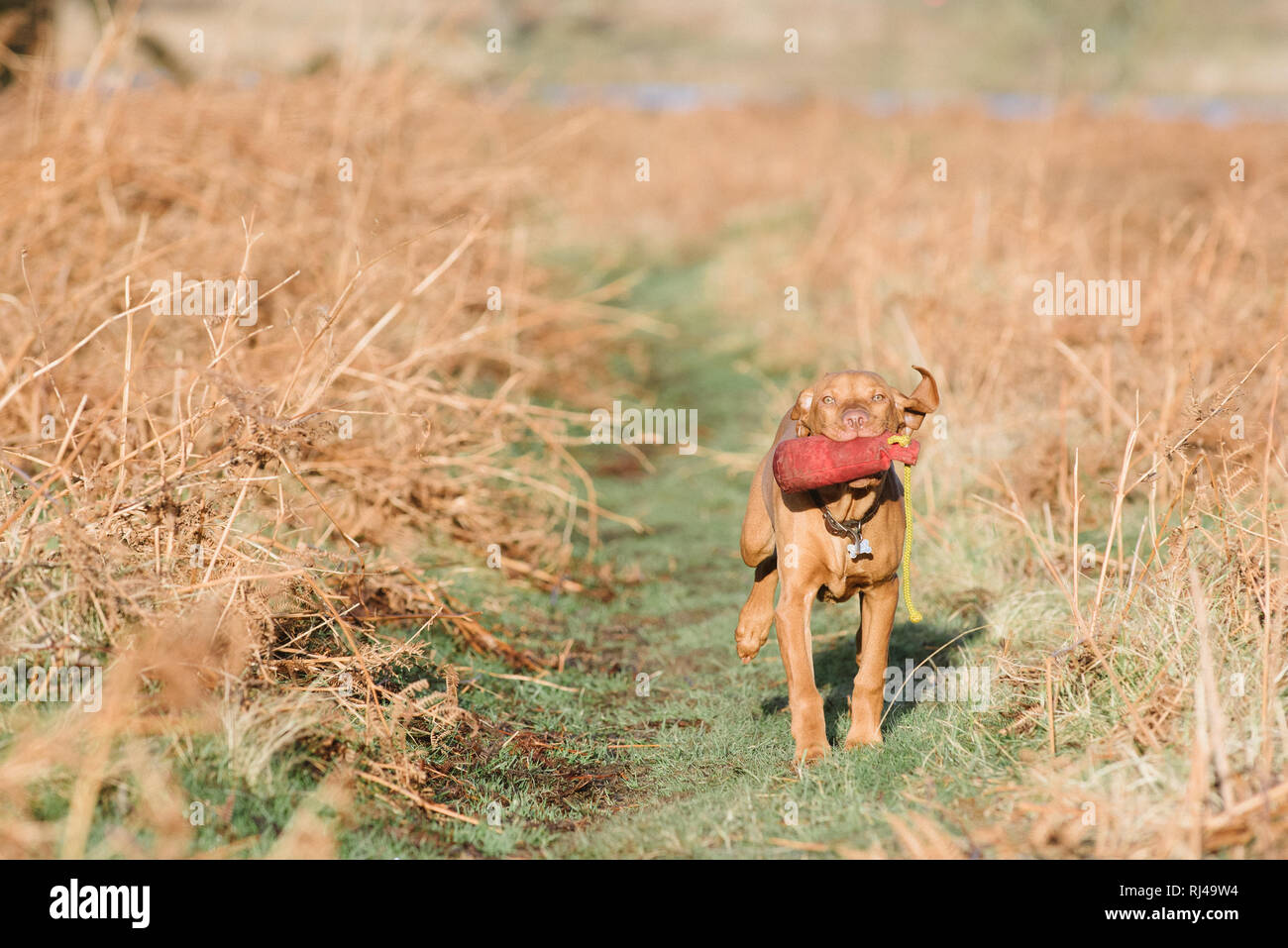 Vizsla ungherese di formazione cucciolo con un manichino Foto Stock