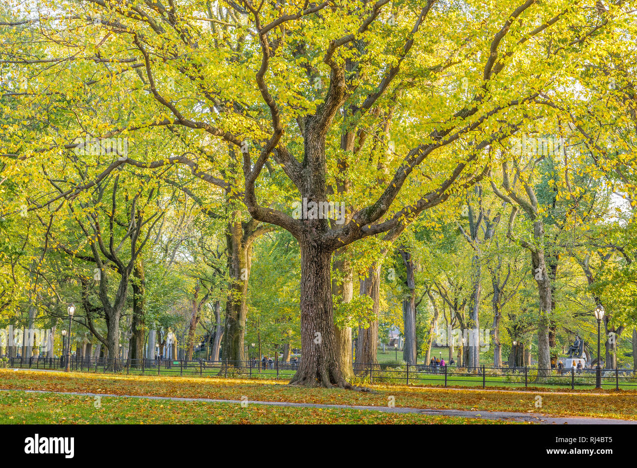 Gli alberi di alto standing con branche di diffusione ampia e foglie di giallo appeso durante la stagione autunnale di Central Park di New York City. Foto Stock