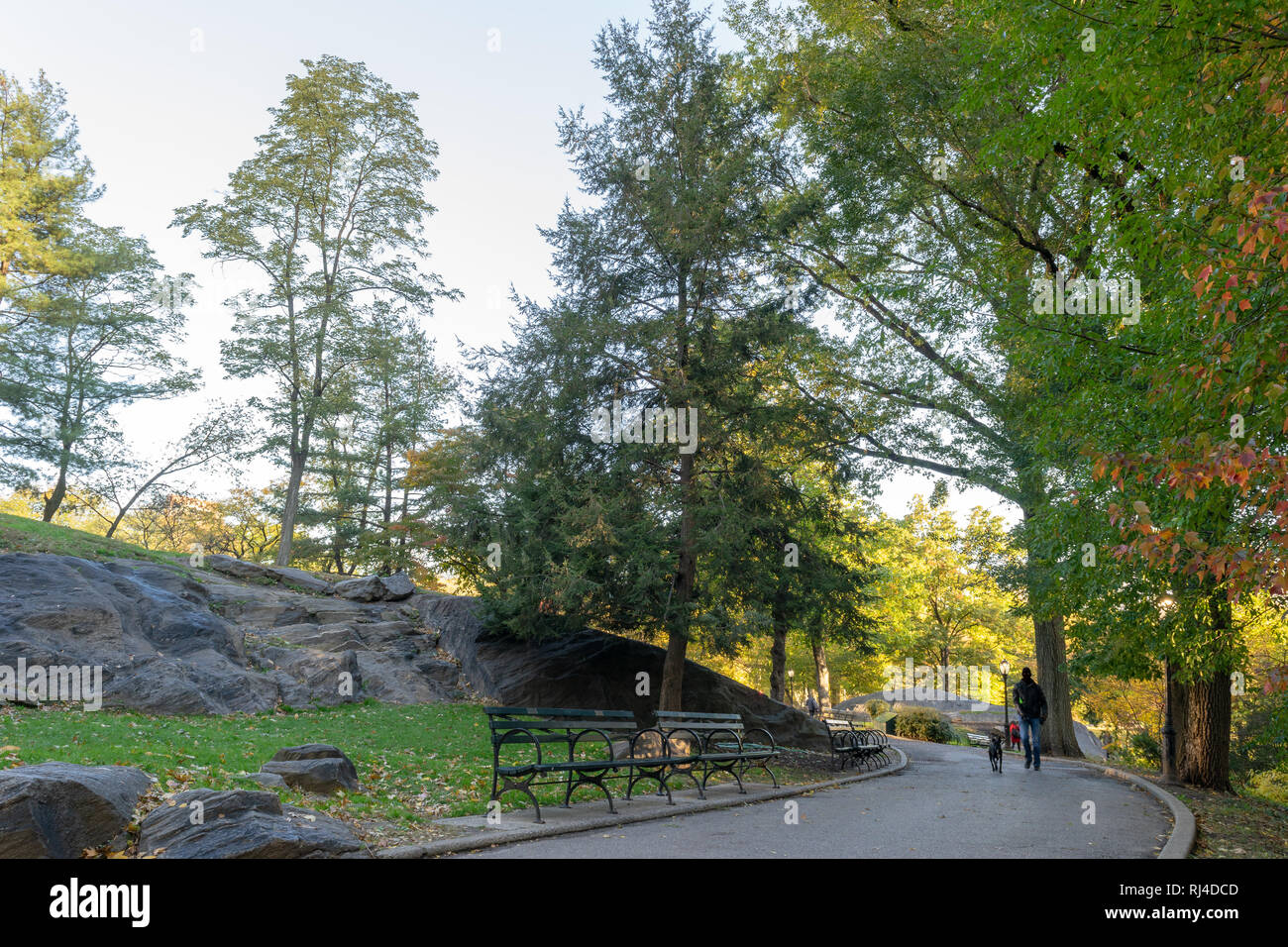 Central Park City Natura Park di New York City in autunno/caduta stagione. Due vuoto panchine. Uomo che cammina il suo cane lungo viale lastricato. Foto Stock