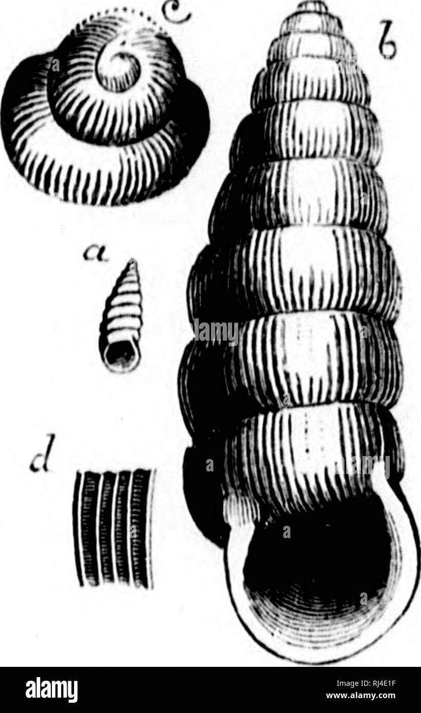 . Acadian geologia [microformati] : la struttura geologica, resti organici e delle risorse minerarie della Nova Scotia, del New Brunswick e del Prince Edward Island. Geologia e Paleontologia, Geologia; Geologia; geologiche; PalÃ©ontologie; GÃ©ologie; GÃ©ologie. i : I â io ho 384 IIIK CAHllONrFKROL SYSTKM DEL. Altre specie nota della sua gara vi beiiif,', witli eccezione della piastrella avanti specie, nessun altro I'lihiioiiato nota fino a quando non si raggiunge la Piubcck letti, e nessun altra terra vera lumaca wc fino a raggiungere il terziario. Fig. 14'J.âI'uim i'liiistd, DaHsoii.. (A) dimensione Niiturnl. (H) Kuliir(",(Hl. (C) Apex enlnrgcil. ((/) Scu Foto Stock