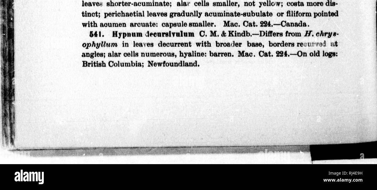 . Chiavi analitiche per i generi e le specie di North American muschi [microformati]. Muschi; Mousse. 356 BCLLXTIN DEL UMVERSITT del Wisconsin. fine; costa il doppio, breve; celle minute, indistinto, strettamente ellittica, pallido, leggermente papillose, daminozide quadrato; perichaetial foglie lanceolate-acuminate, più lungo, secund concavo, plicate longitudinalmente, ecostate; di colore giallognolo: seta giallo-rosso, ascendente; capsula orizzontale, minuto, asymuietric-cylin- dric, fortemente strozzata in medio, gibbous o strumose a base, ampia- sbalorditi, marrone; coperchio minuto, breve apiculate; peristome denti molto prom- inent, conn. Foto Stock