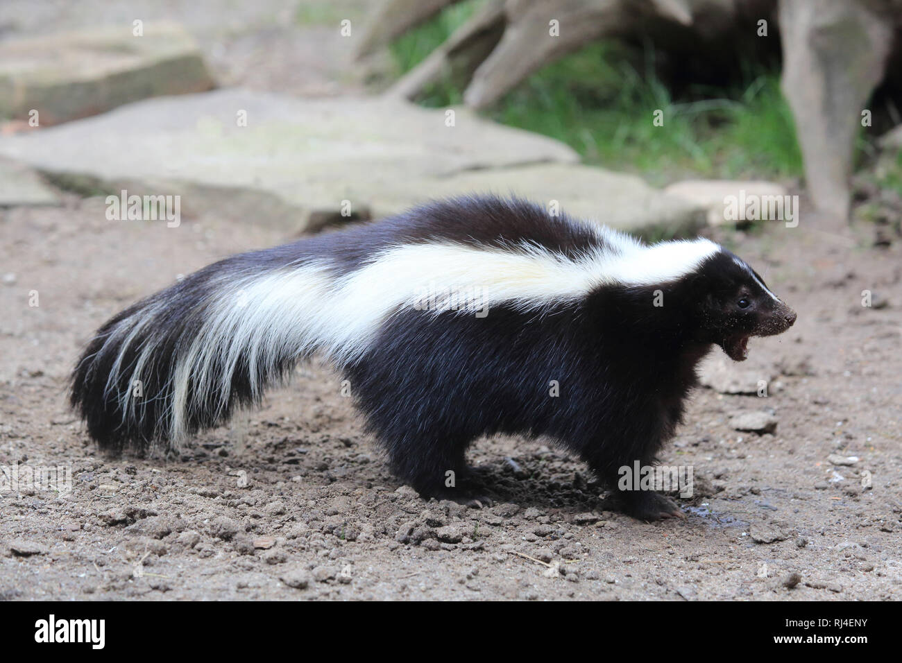 Streifenskunk, Mephitis mephitis Foto Stock