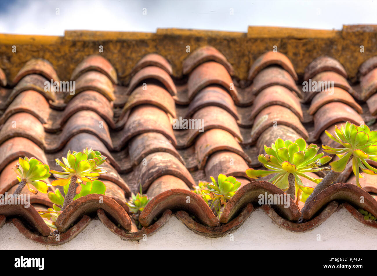 Sukkulenten wachsen auf Hausdach, La Laguna, Teneriffa, Kanarische isole, Spanien, Foto Stock