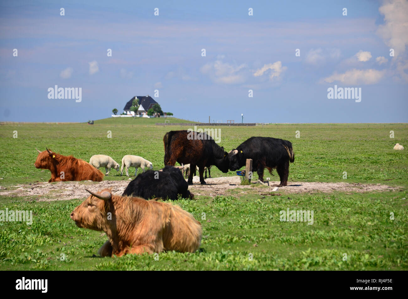 Deutschland, Schleswig-Holstein, Nordsee, Wattenmeer, Hallig, Nordstrandischmoor, Rinder Foto Stock