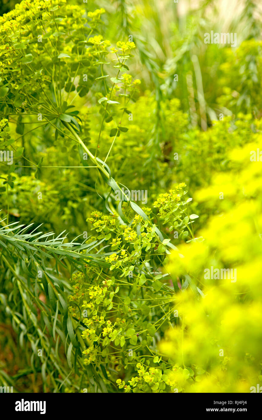 Blumen, Pflanzen, Blumenbeet, Garten Foto Stock