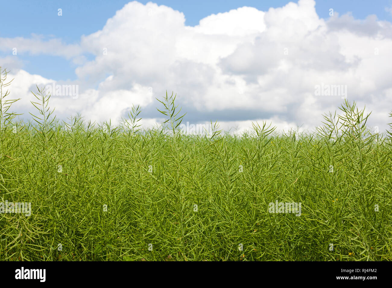 Rapsschoten auf dem Feld Foto Stock