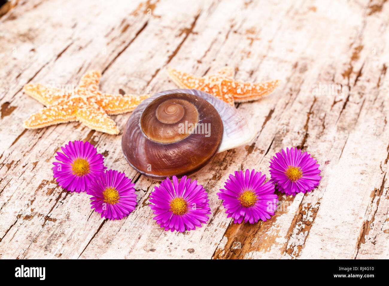 Maritime Deko, Seesterne, Aster, Muschelschale Foto Stock