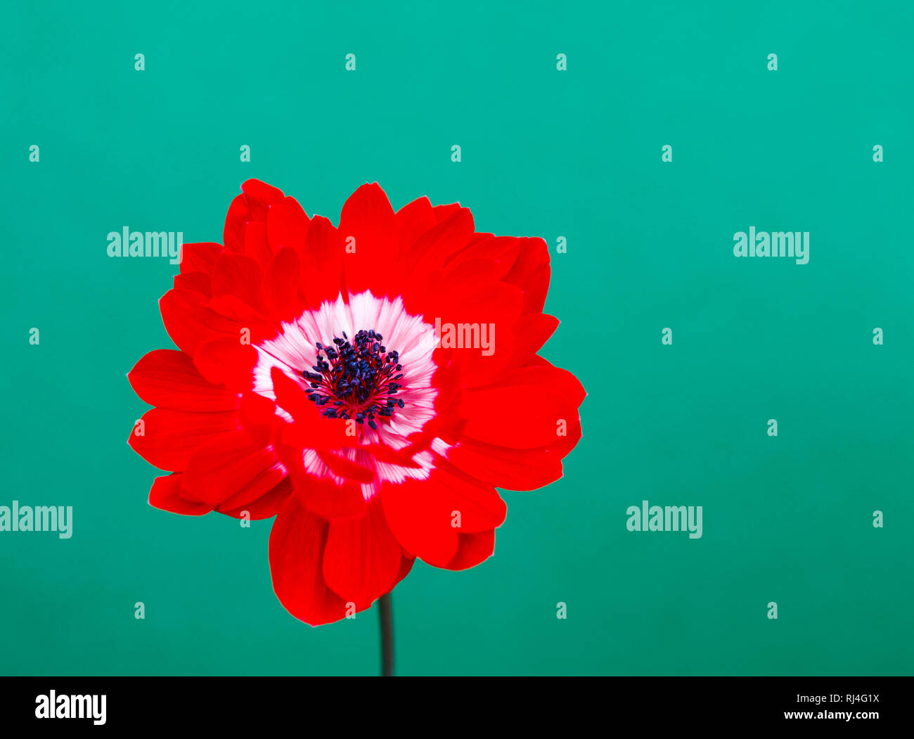 Rote Gartenanemone Foto Stock