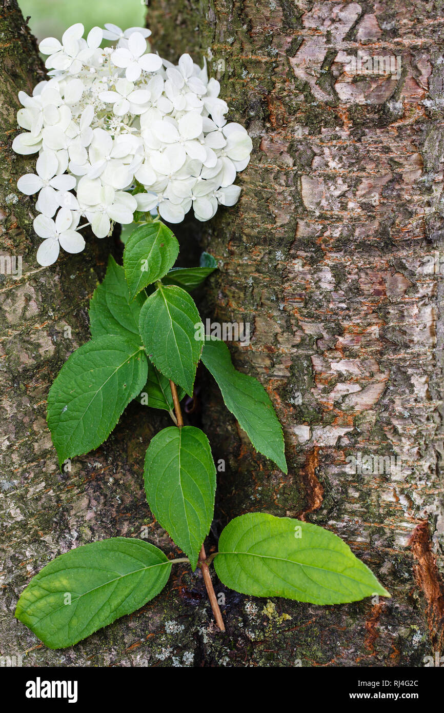 Wei?e Hortensie un altem Baumstamm Foto Stock