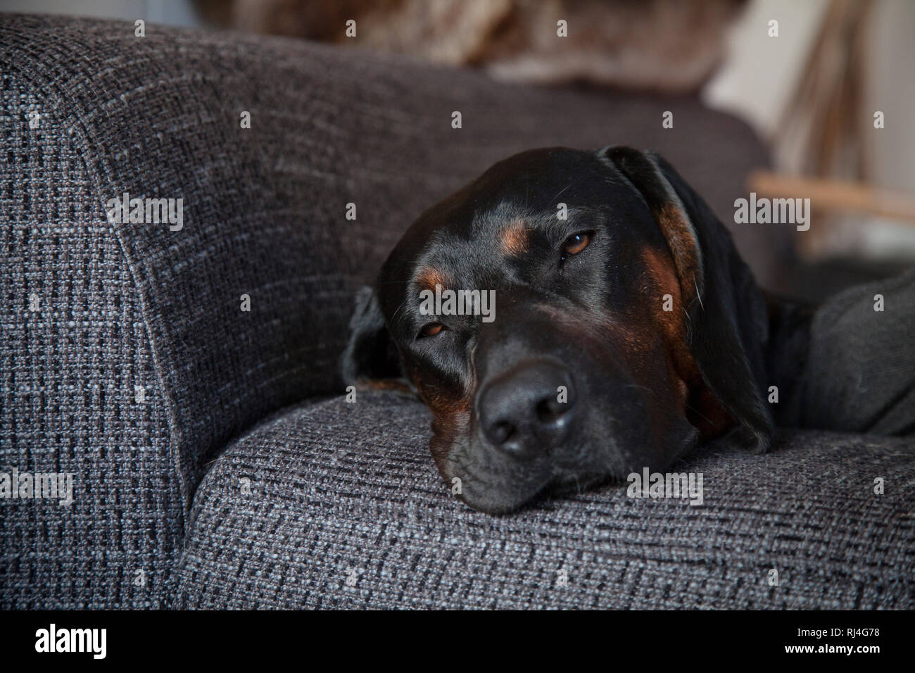 Polnische Bracke, schwarzer Hund, divano Foto Stock