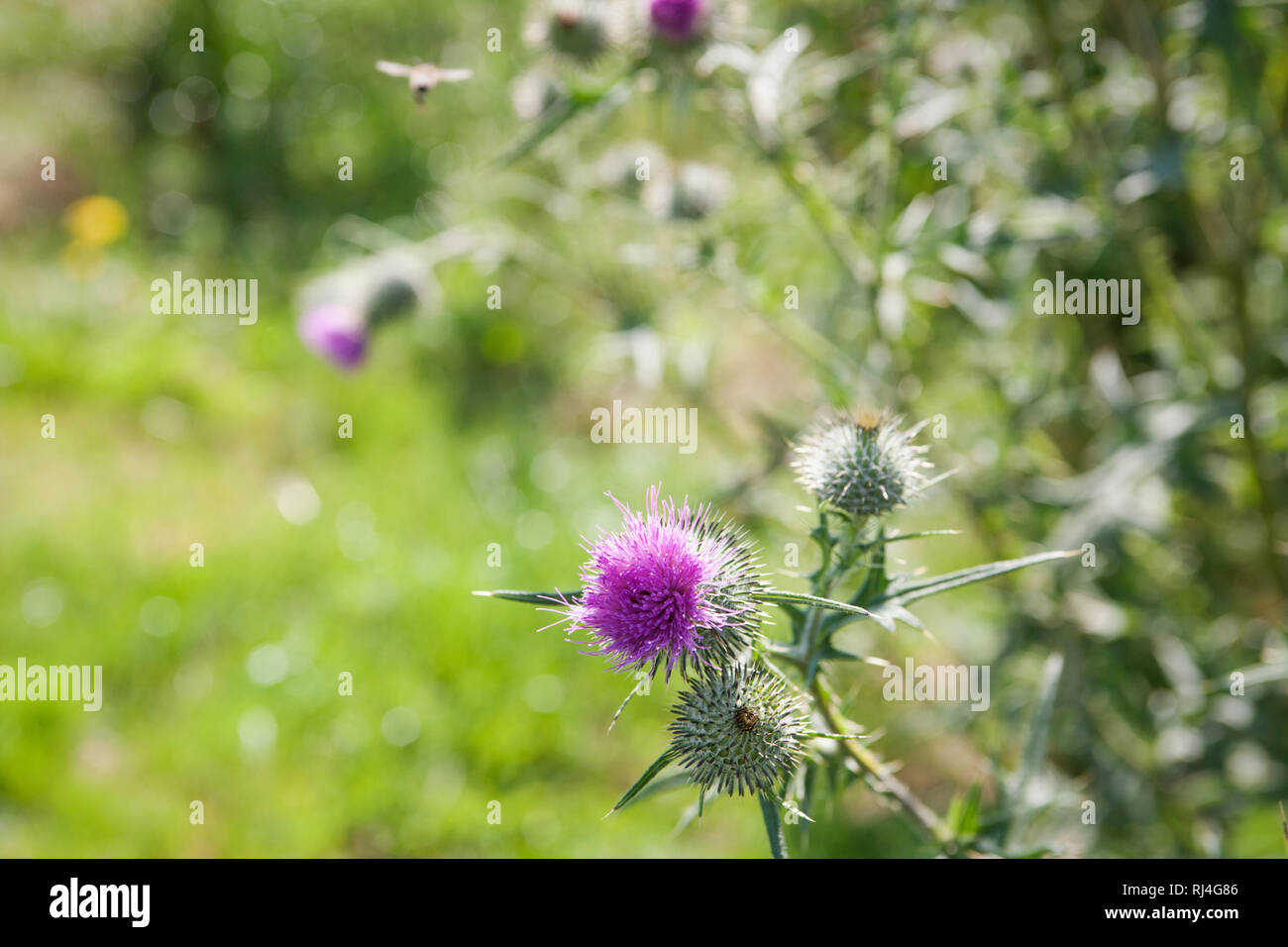 Acker-Kratzdistel, Bl?te, Cirsium arvense Foto Stock