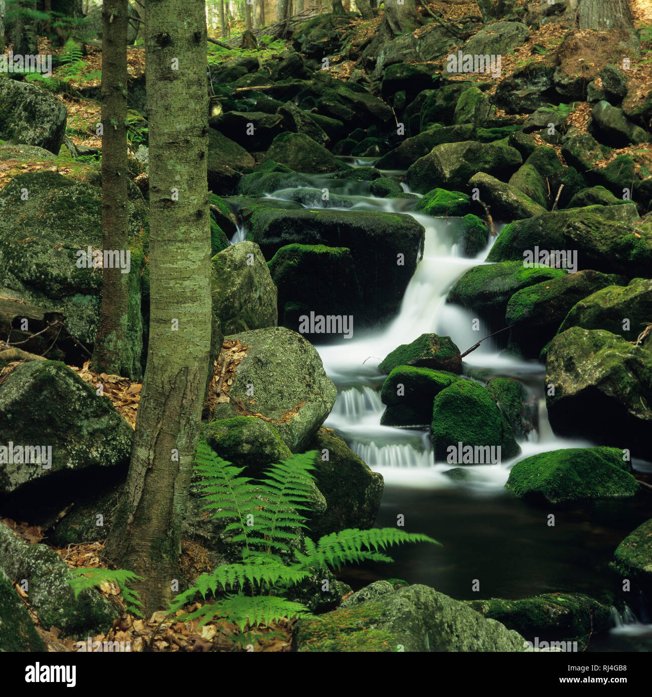 Kleine Ohe, Nationalpark Bayerischer Wald, Wildbach Foto Stock
