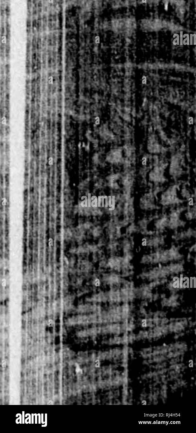 . Attribuzione della commissione della pesca [microformati] : documenti e atti della Commissione Halifax, 1877 sotto il Trattato di Washington del 8 maggio 1871. La pesca; Pesca; PÃªches; PÃªches. Attribuzione della commissione della pesca. 3053 avessel per portarlo su, la stima di esso dalla media lengtli del crnise. Stato, per quanto possibile, in dettaglio gli elementi che compongono i costi di assunzione e la consegna di un cargo completo e di ritornare alla boino porta. Pesca Pogie richiede un equipaggio di 10 uomini a un costo di circa 300 al mese. La pesca dello sgombro abont lo stesso esclusivo del tieffs Waf^es, Banca Foto Stock