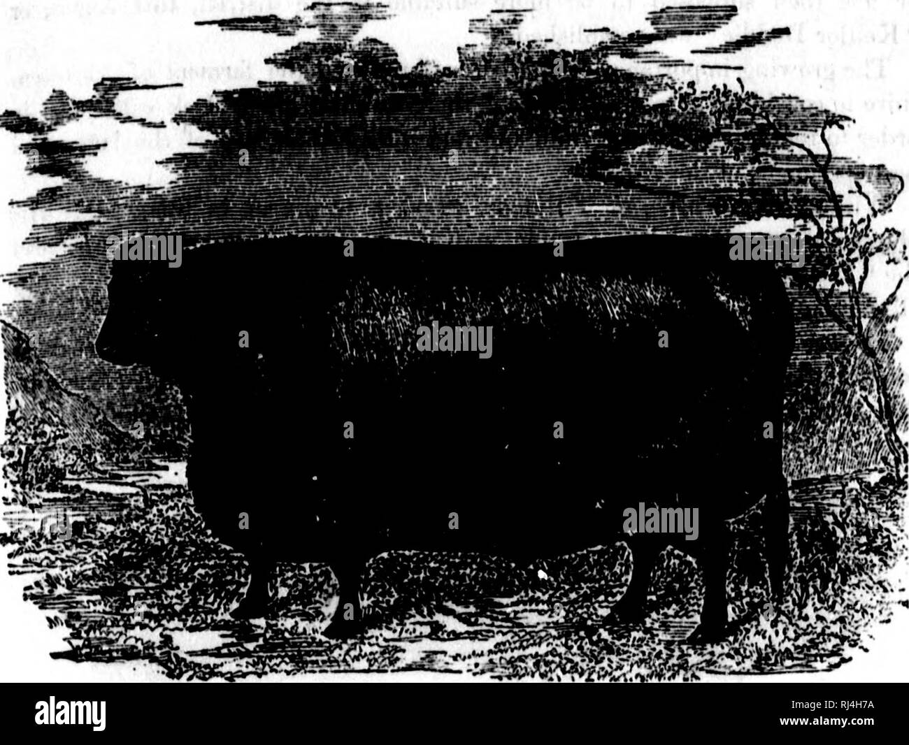 . Il magazzino illustrato medico e live-stock encyclopedia [microformati] : Compresi cavalli, bovini, ovini, suini e pollame : con tutti i fatti riguardanti le varie razze e le loro caratteristiche... e di tutte le malattie a cui essi sono soggetti...la prevenzione di qualsiasi malattia, e il ripristino della salute. Animali domestici; medicina veterinaria; razze di bestiame; le api; Animaux domestiques; BÀ©coda; MÃ©decine vÃ©tÃ©rinaire; Abeilles. .;IrÂ"j CATTIP, il polling. 611. PoLLKD Angus Vacca. Angus di Aberdeen cr sondaggi. Â ¢ Esistono ma tre importanti i)EEF5ng razze del mondo: il clacson breve, Hereford, e Foto Stock