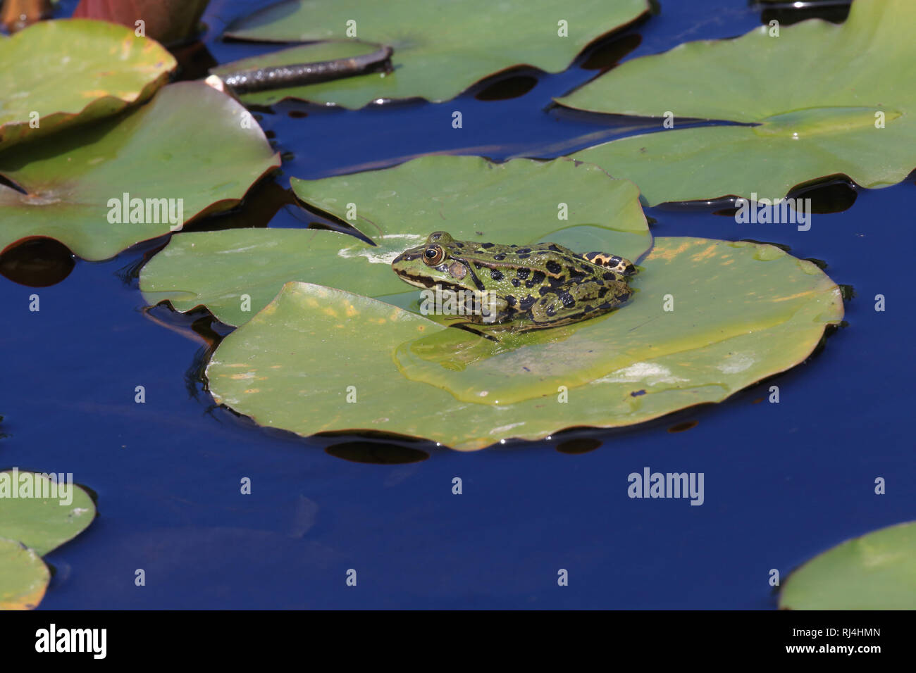 Wasserfrosch sitzt auf Seerosenblatt, Nymphaea alba Foto Stock