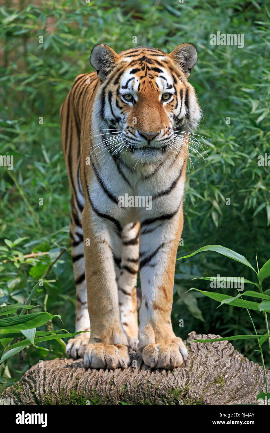 Sibirischer Tiger, Amurtiger, Panthera tigris altaica, Deutschland, prigionieri Foto Stock