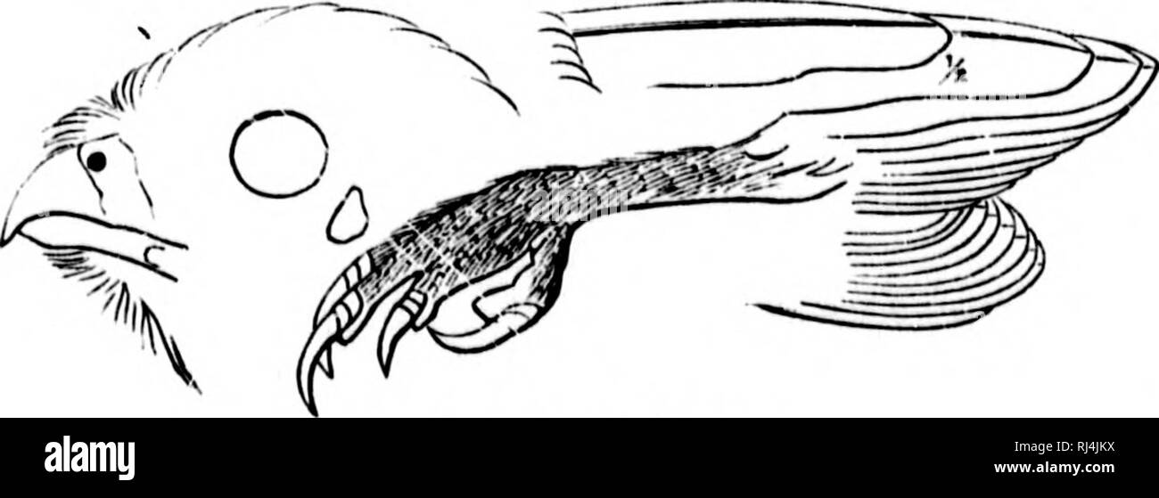 . Una storia di uccelli del Nord America [microformati] : uccelli di terra. Gli uccelli; ornitologia; Oiseaux; Ornithologie. 86 uccelli del Nord America. IIab. Intero est Soiilli Aiiu'ri('a, e Miilille America (bolli coste) nord in frontiera meridionale degli Stati Uniti (Arizona, Bkndikk; probalily tutta la frontiera meridionale). I numerosi sijecimens exfiiiiine vengo da tlio J!io Grande del Texas (su tutta la breadtli di Alitkllo America) in Paraguay, ovunque tlie stessa specie, quelle degli estremi della sua gamma mostra praticamente alcuna dif- ference. Un esemplare del piumaggio ferruginosa nella collezione Foto Stock