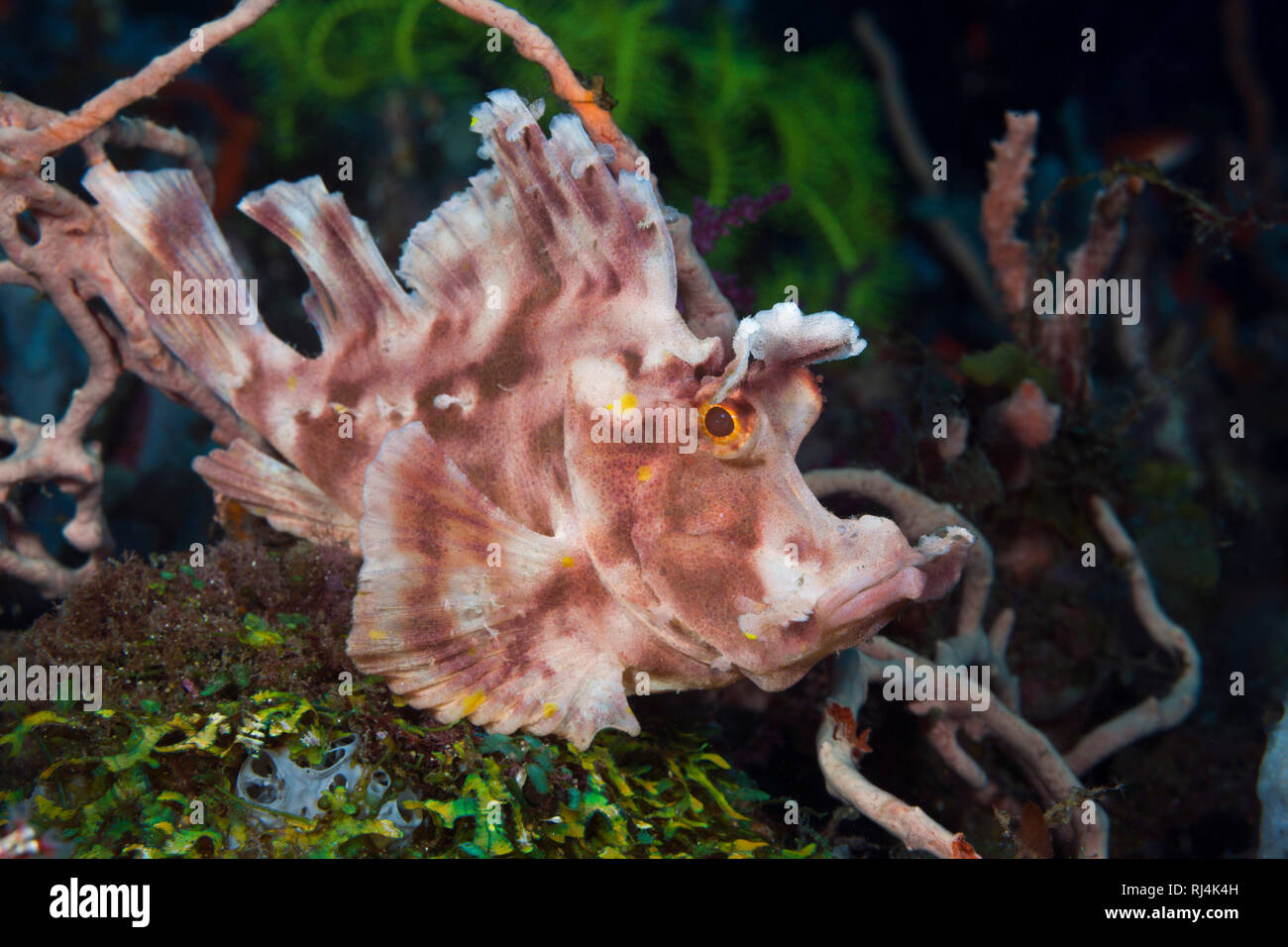 Eschmyers Schluckspecht, Rhinopias eschmeyeri, Bali, Indonesien Foto Stock