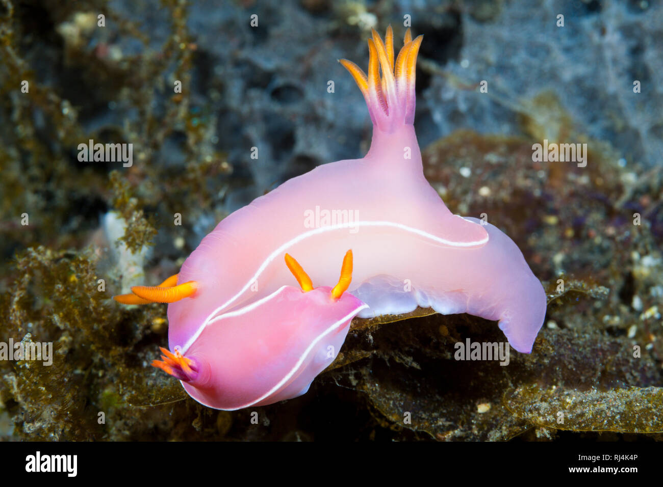 Zwei Prachsternschnecken, Hypselodoris bullockii, Bali, Indonesien Foto Stock