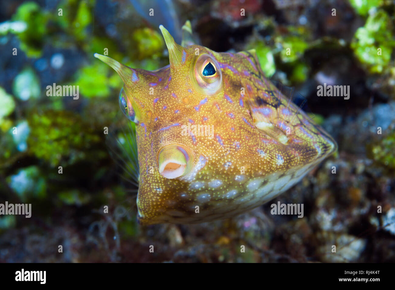 Rueckendorn-Kofferfisch, Lactoria fornasini, Bali, Indonesien Foto Stock