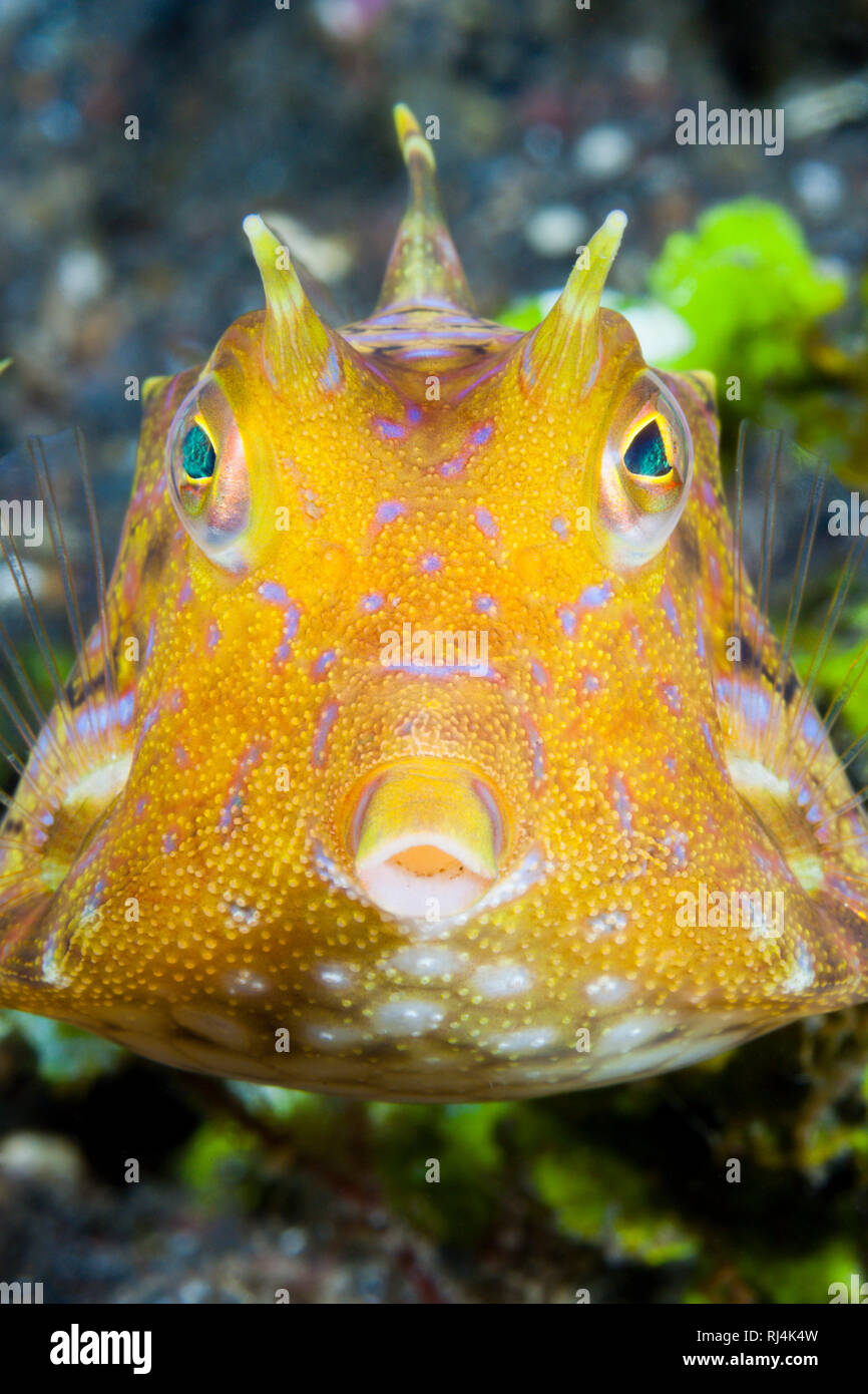 Rueckendorn-Kofferfisch, Lactoria fornasini, Bali, Indonesien Foto Stock