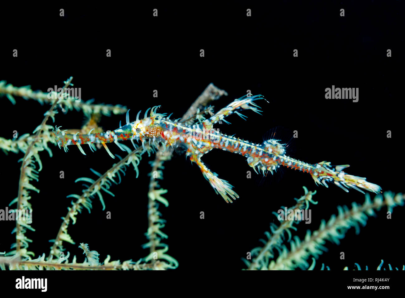 Harlekin-Geisterpfeifenfisch, Solenostomus paradoxus, Bali, Indonesien Foto Stock