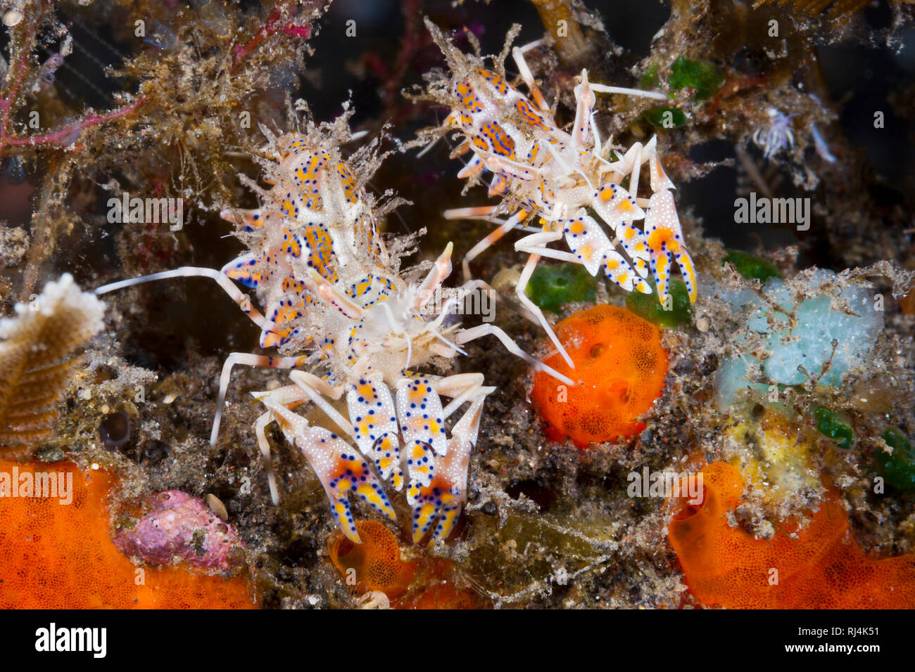 Tiger-Garnelen, Phyllognathia ceratophthalmus, Bali, Indonesien Foto Stock