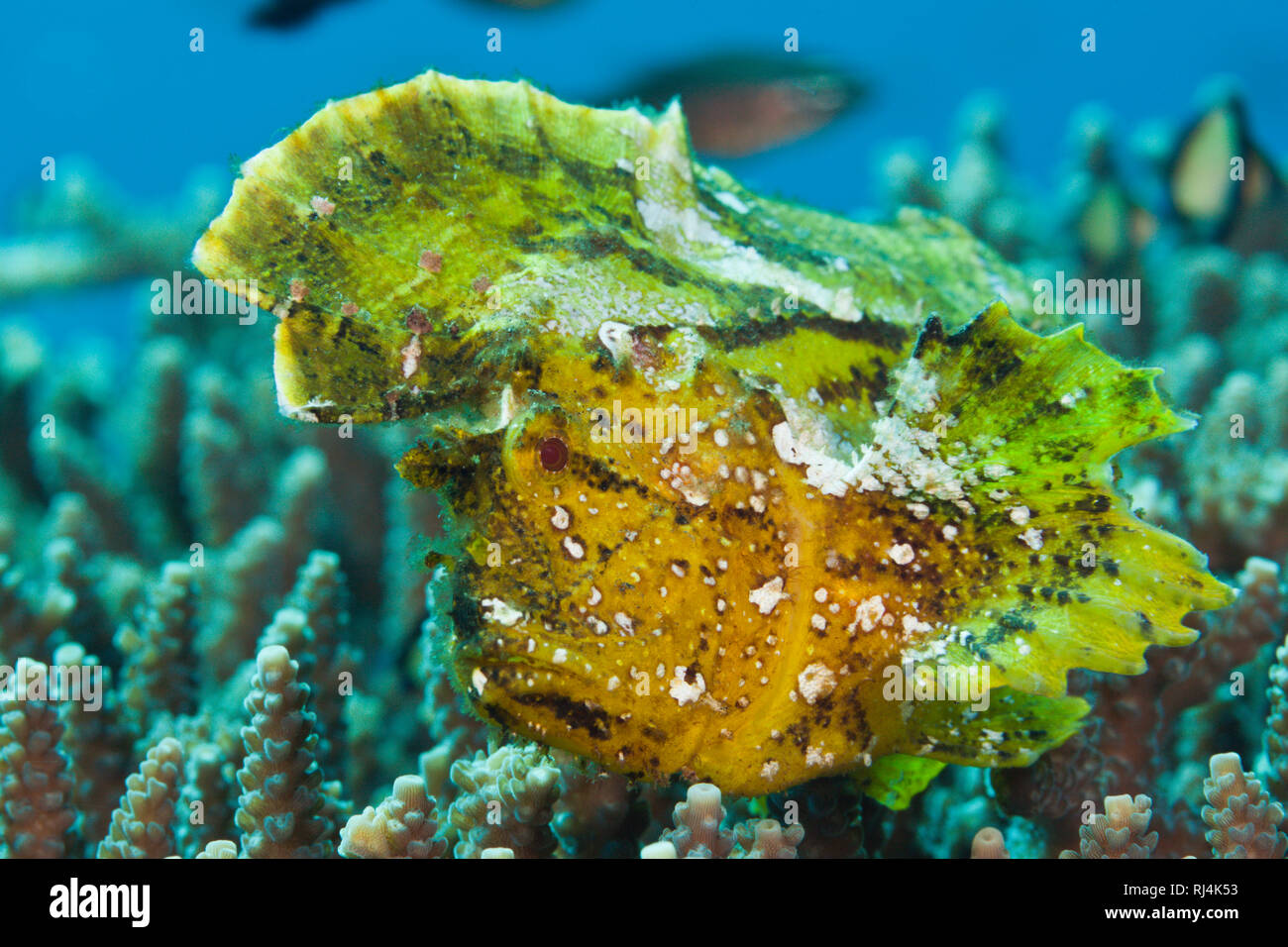 Gelber Schaukelfisch, Taenionotus triacanthus, Bali, Indonesien Foto Stock