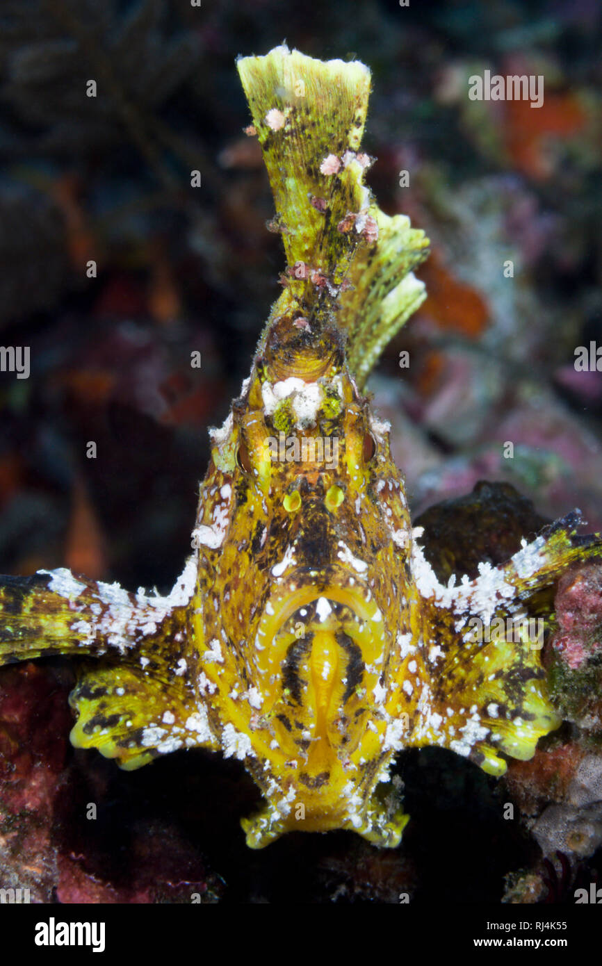 Gelber Schaukelfisch, Taenionotus triacanthus, Bali, Indonesien Foto Stock