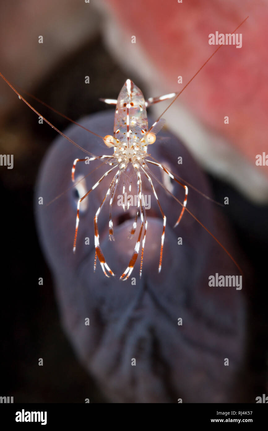 Vor Felsengarnele Weissaugen-Muraene, Urocaridella sp.B, Bali, Indonesien Foto Stock