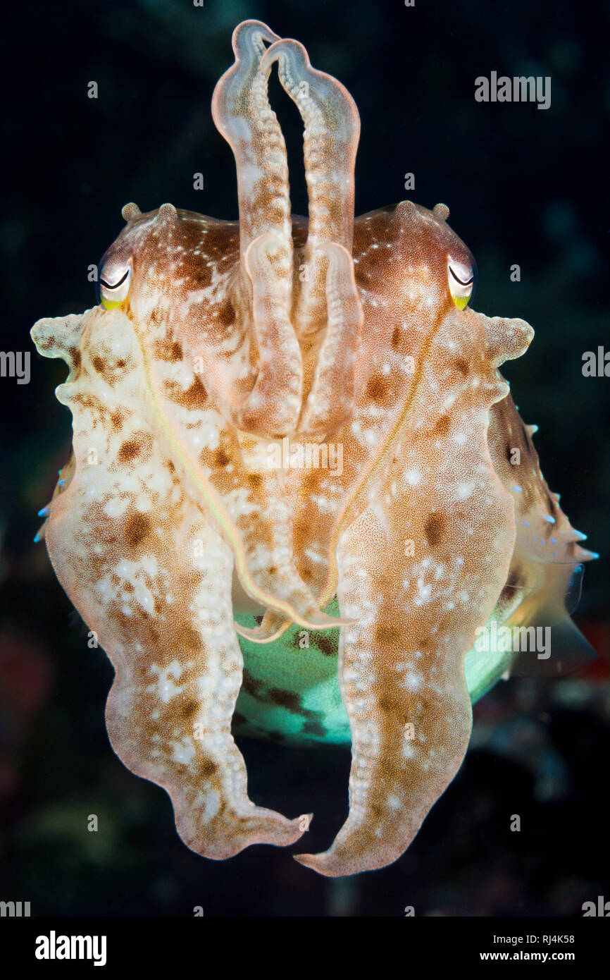 Breitkeulen-Sepie, latimanus seppia, Bali, Indonesien Foto Stock