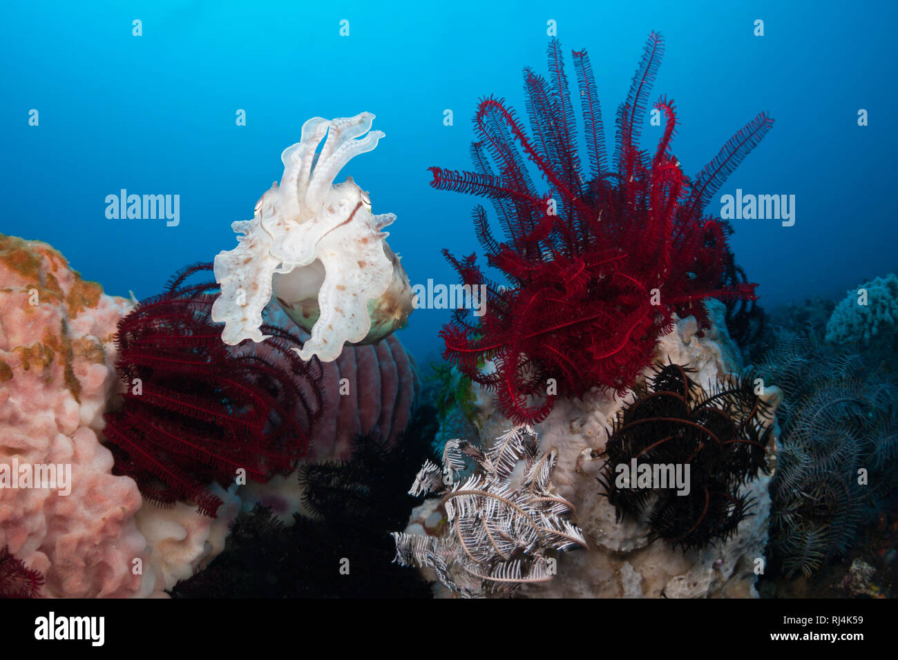 Breitkeulen-Sepie, latimanus seppia, Bali, Indonesien Foto Stock